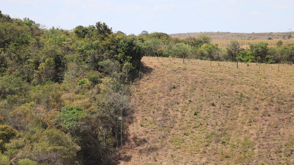 Fiscalização flagra desmatamento de mais de 200 campos de futebol no interior de Alagoas